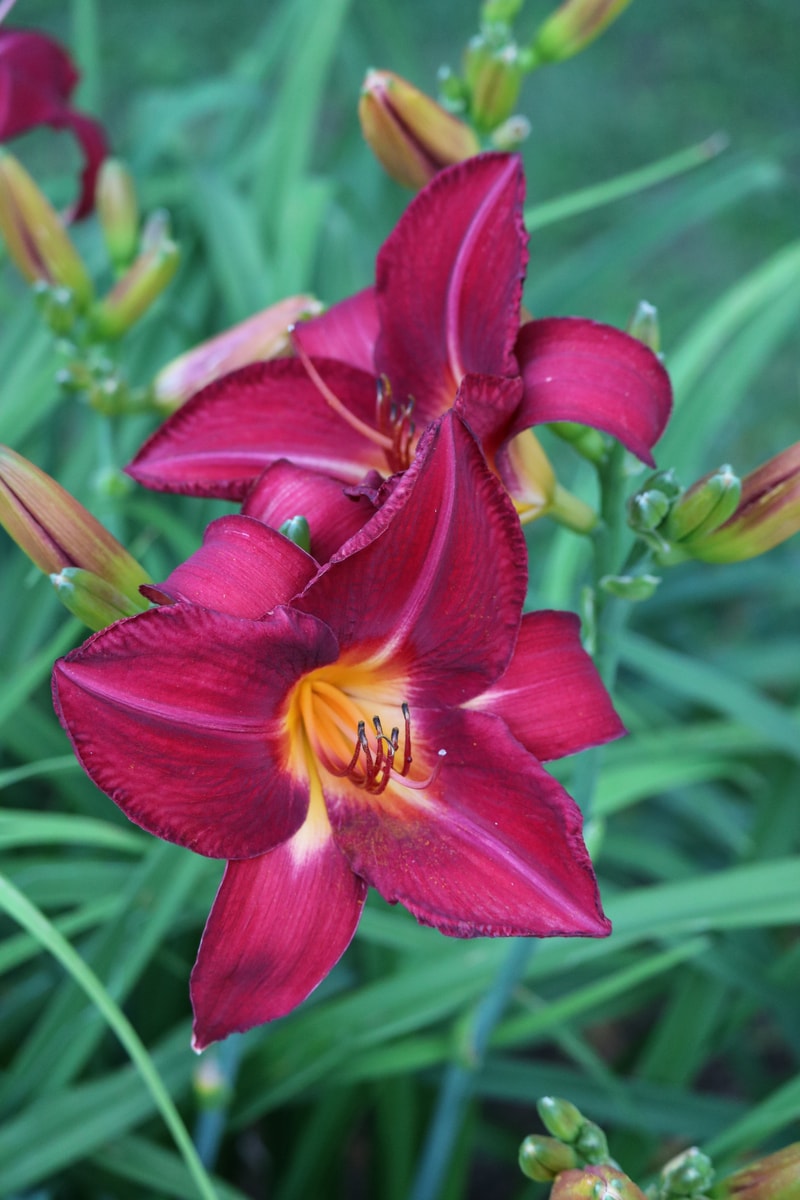 Red Volunteer from Haley_Springs_Farm