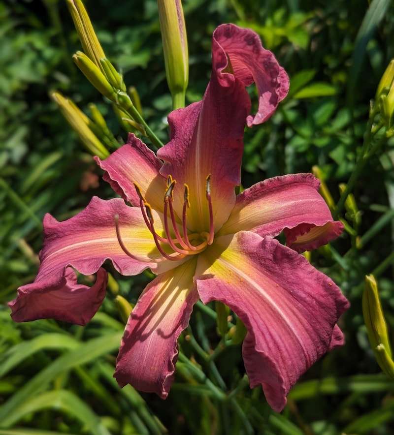 Raspberry Grin from Haley_Springs_Farm