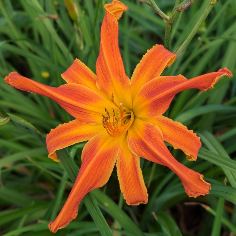 Heavenly Orange Blaze from Haley_Springs_Farm