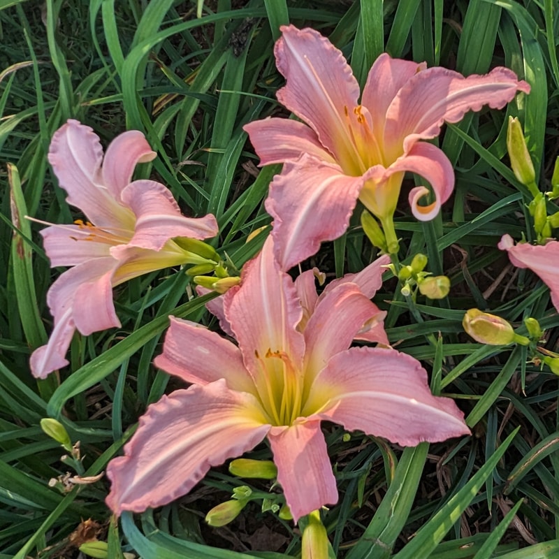 Divine Inspiration from Haley_Springs_Farm