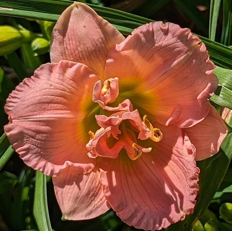 Siloam Double Classic from Haley_Springs_Farm