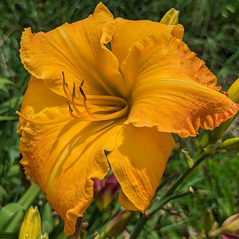 Up Against the Sun from Haley_Springs_Farm