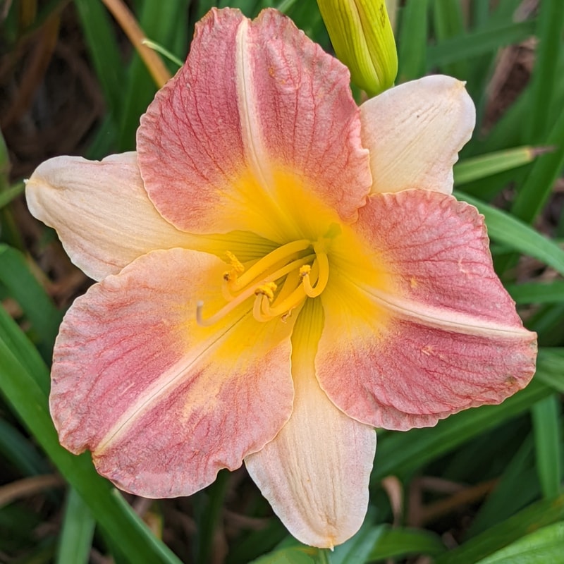 Longfields Butterfly from Haley_Springs_Farm