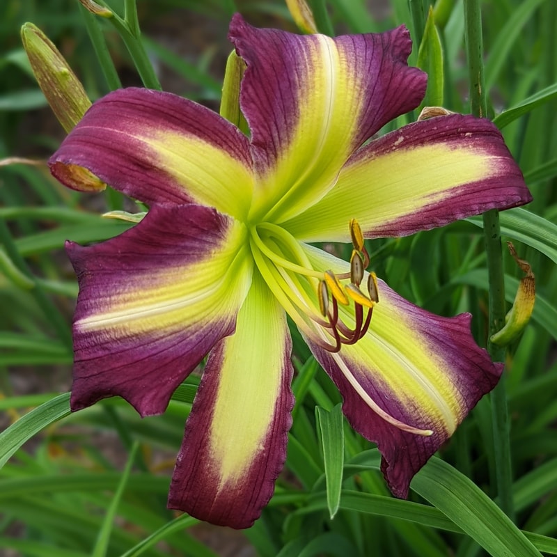 Quandary from Haley_Springs_Farm