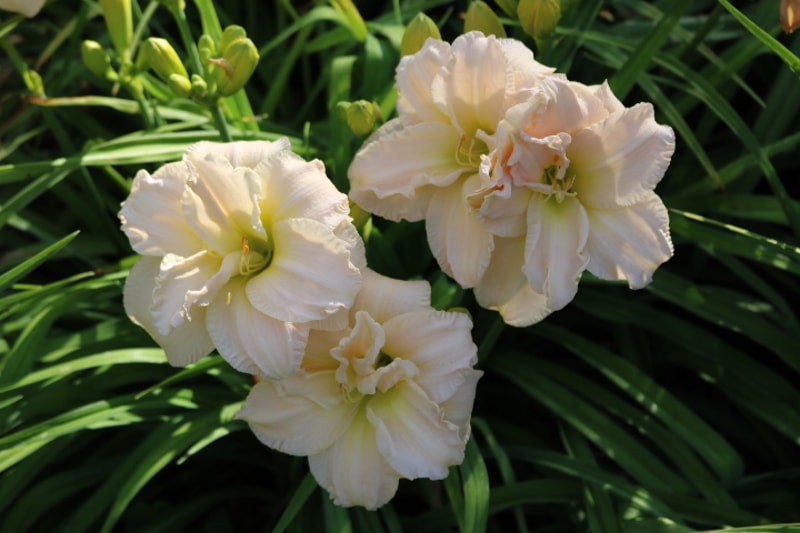 Peggy Jeffcoat from Haley_Springs_Farm