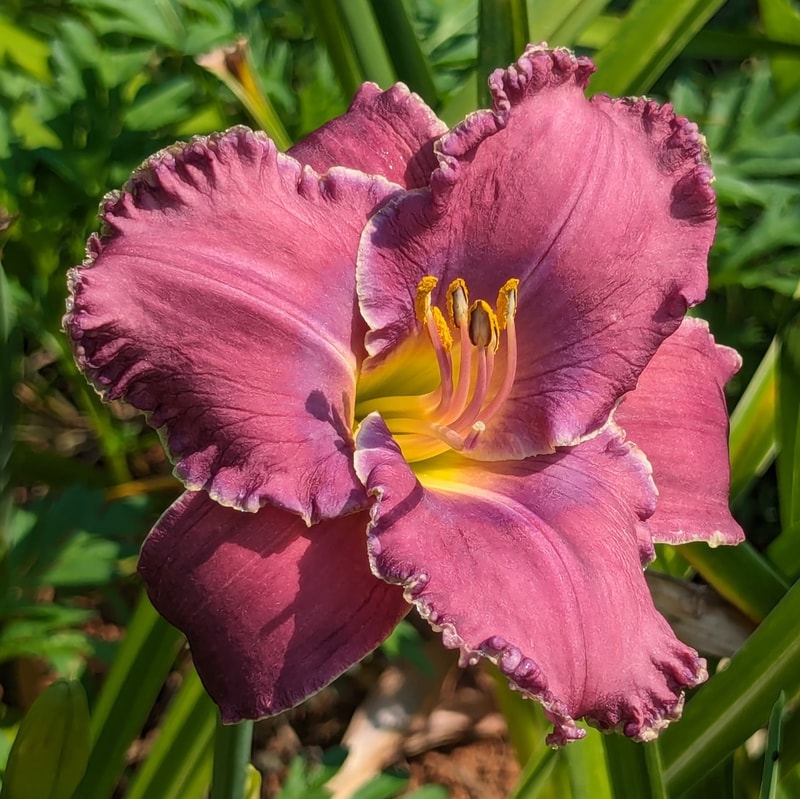 Beauty of the King from Haley_Springs_Farm