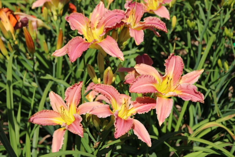 Action Figure from Haley_Springs_Farm