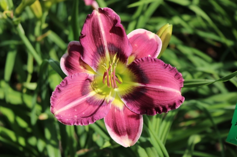 Rosabelle Van Valkenburgh from Haley_Springs_Farm