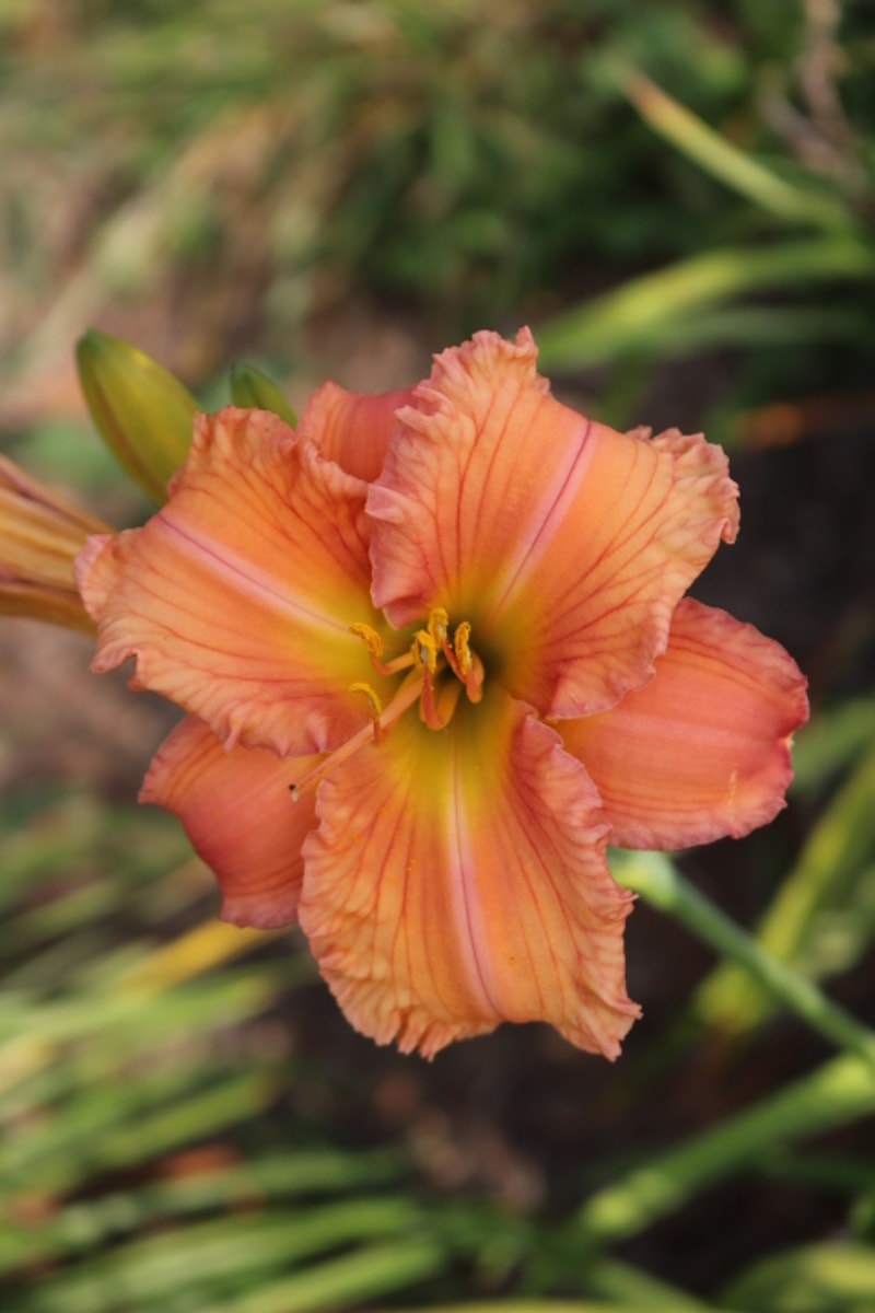 Rainbow Over Georgia from Haley_Springs_Farm