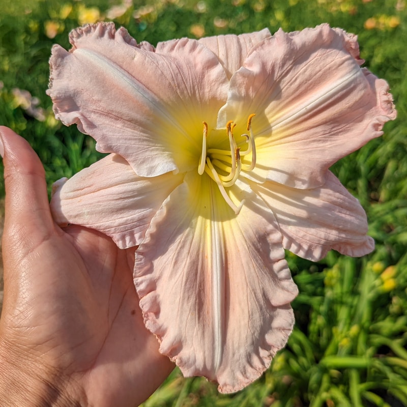 Helen Shooter from Haley_Springs_Farm