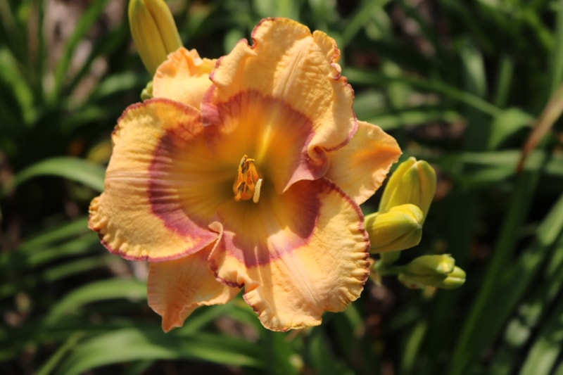 Tangled Up in Blue from Haley_Springs_Farm