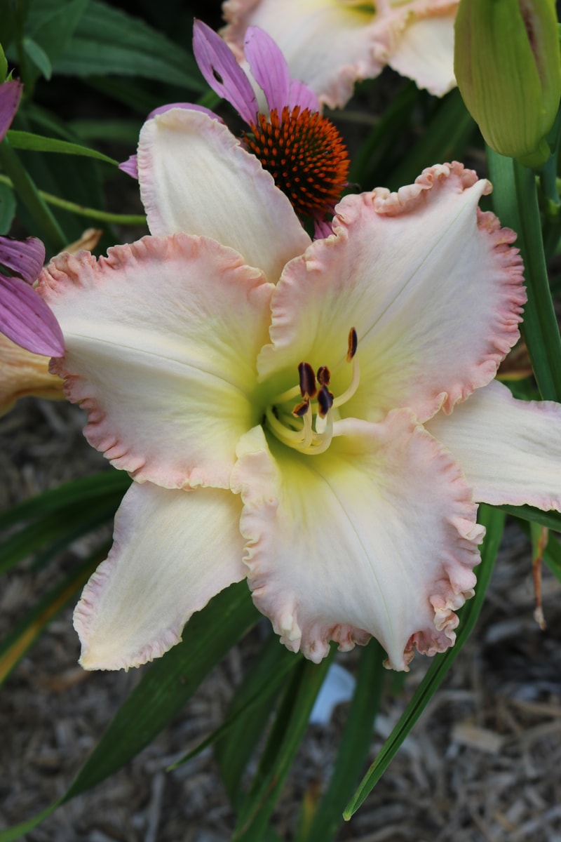 Julianna Lynn from Haley_Springs_Farm