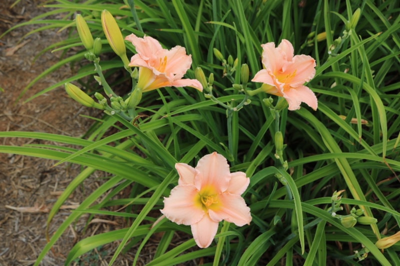Pink Playmate from Haley_Springs_Farm