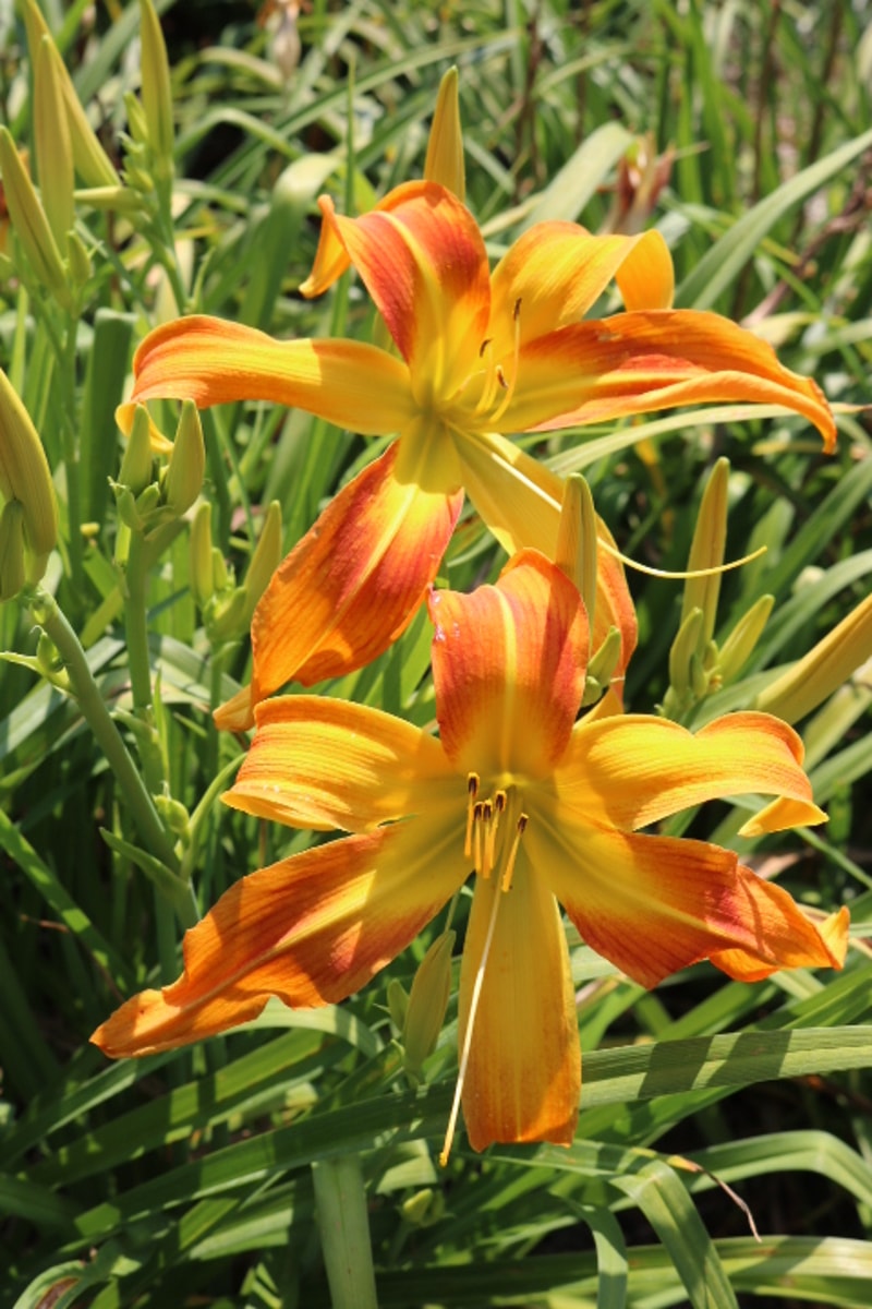 Cheetah Wheelies from Haley_Springs_Farm