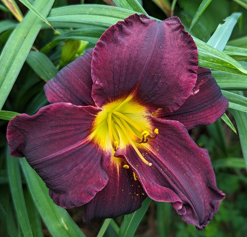 Jungle Beauty from Haley_Springs_Farm