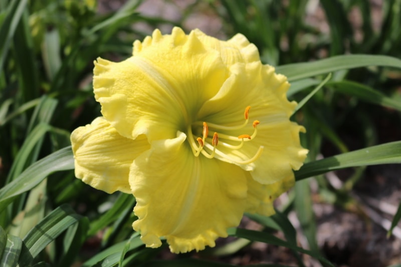 Emerald Splendor from Haley_Springs_Farm