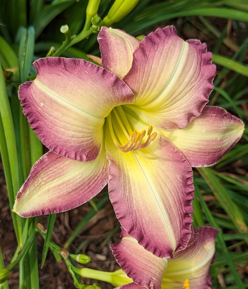 Mountain Orchid from Haley_Springs_Farm