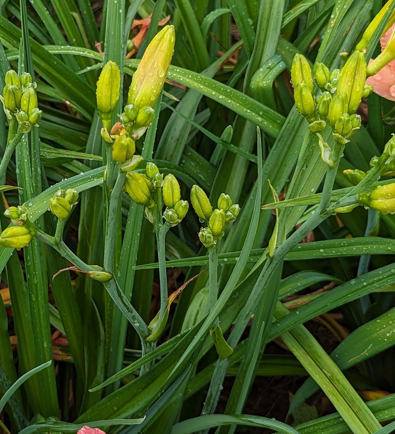 El Desperado from Haley_Springs_Farm