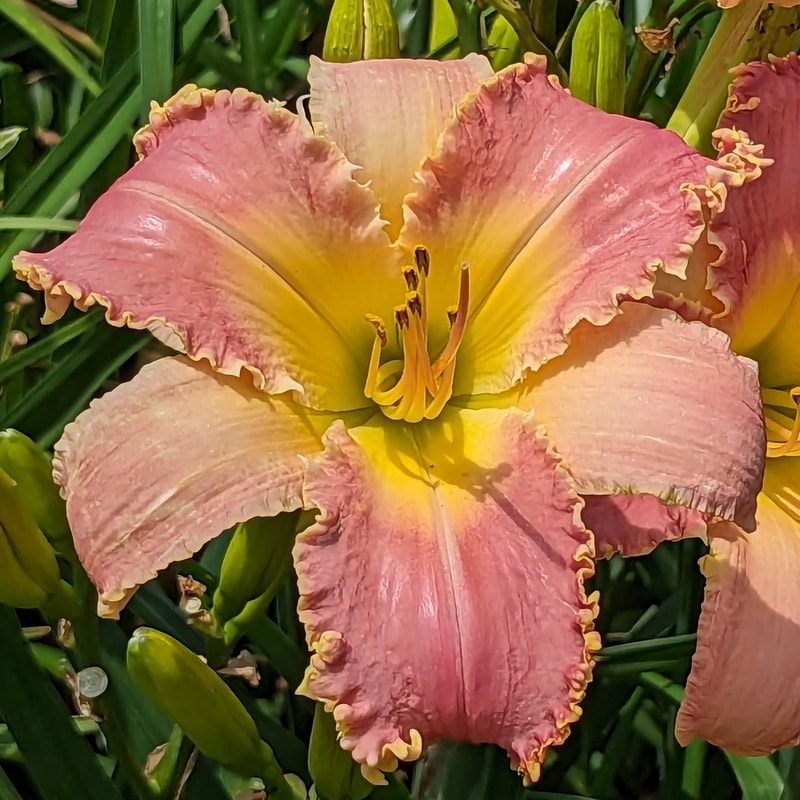 Born to Bite from Haley_Springs_Farm