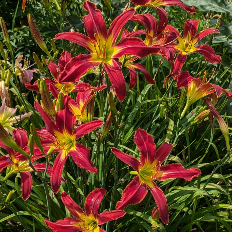 Heavenly United We Stand from Haley_Springs_Farm