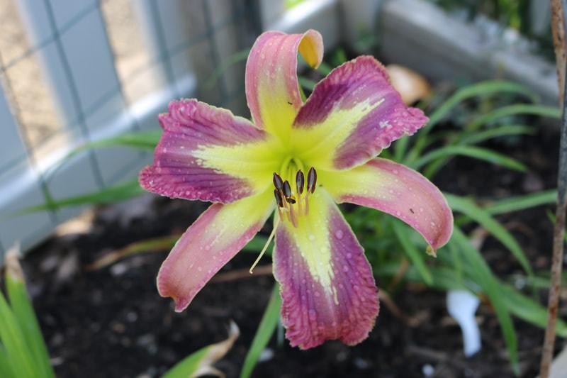 Lavender Echoes from Haley_Springs_Farm