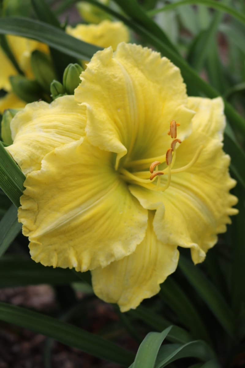 Emerald Splendor from Haley_Springs_Farm