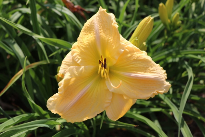 Bursting Loose from Haley_Springs_Farm