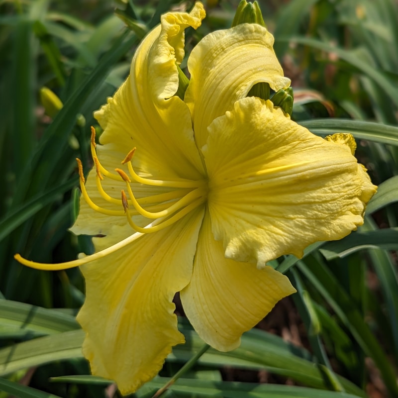 Planet Claire from Haley_Springs_Farm