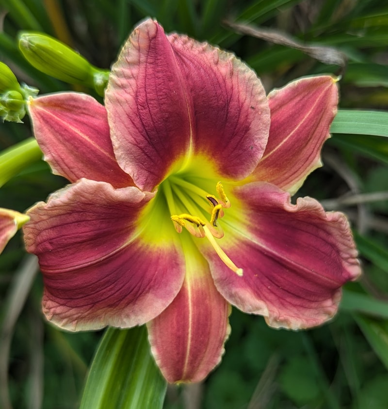 Lone Star Hot Lips from Haley_Springs_Farm