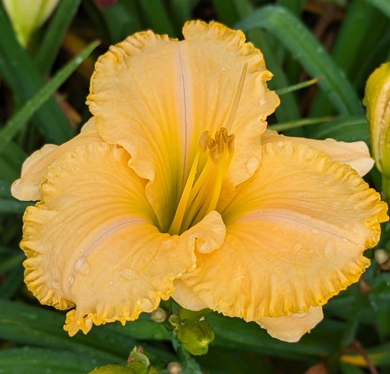 Collier from Haley_Springs_Farm