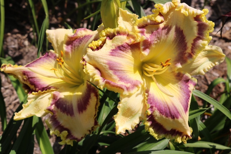 Watching the Sunrise from Haley_Springs_Farm