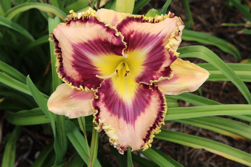 Dr Marc C. Laroche from Haley_Springs_Farm