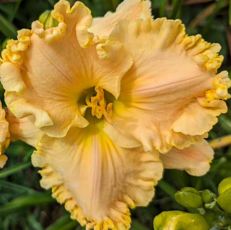 How Beautiful Heaven Must Be from Haley_Springs_Farm