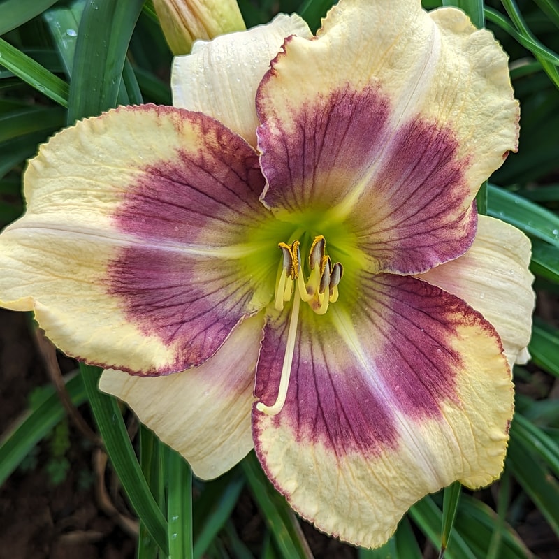 This Magic Moment from Haley_Springs_Farm