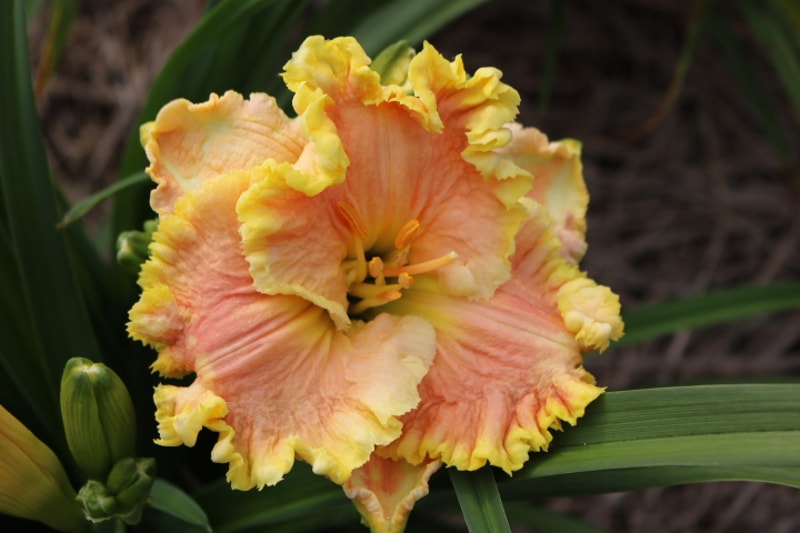 Bill Robinson from Haley_Springs_Farm