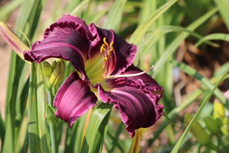 Mean as a Snake from Haley_Springs_Farm