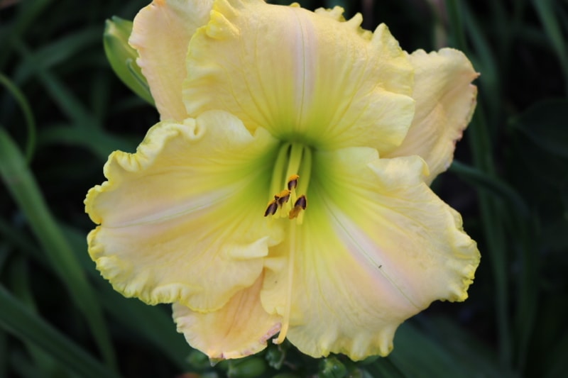 Rainforest Magic from Haley_Springs_Farm