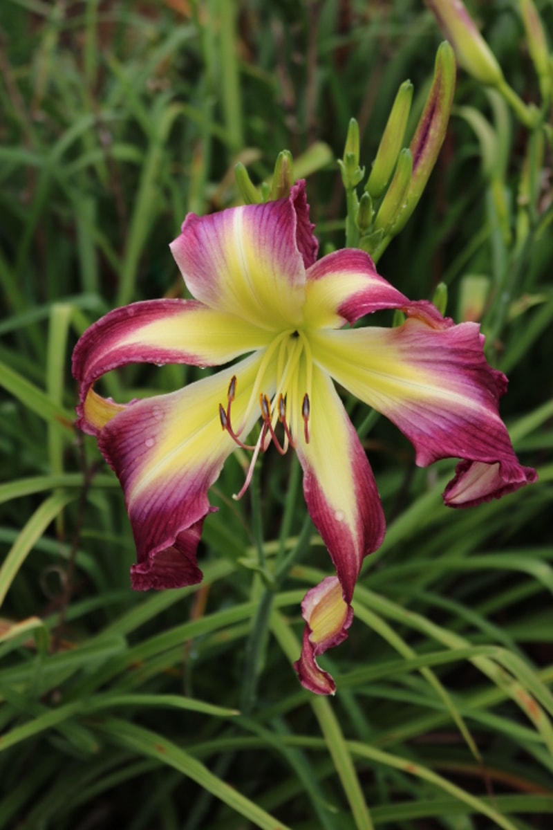 Small World Stained Glass from Haley_Springs_Farm