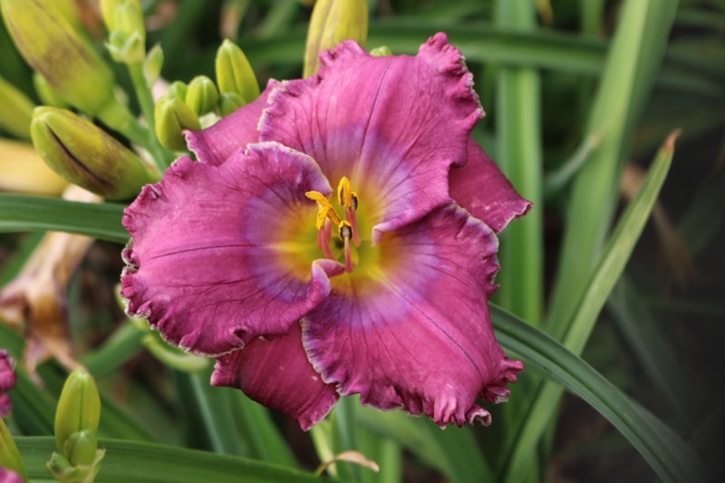 Beauty of the King from Haley_Springs_Farm