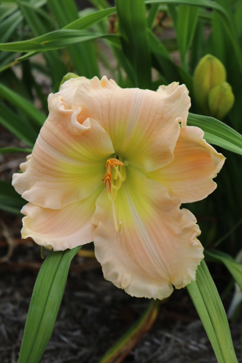 Nettie Amanda from Haley_Springs_Farm