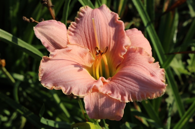 Patrician Splendor from Haley_Springs_Farm