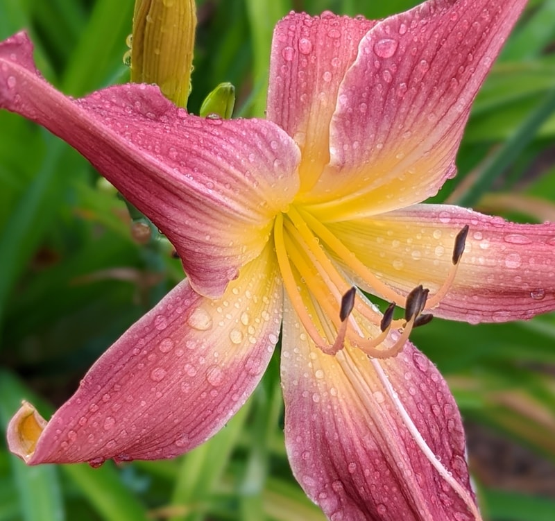 Lake Norman Spider from Haley_Springs_Farm