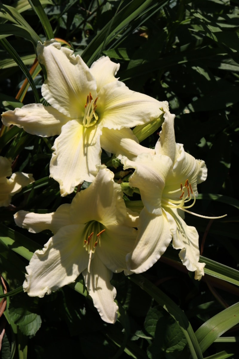 Candle in the Wind from Haley_Springs_Farm