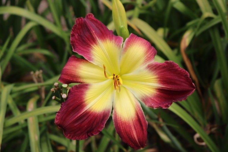 Sharon's Delight from Haley_Springs_Farm