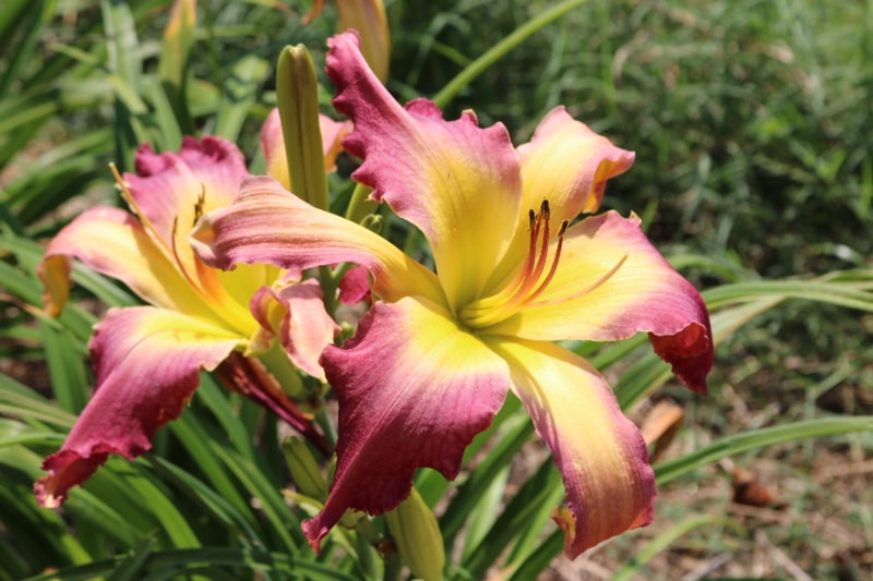 Molly Moonshine from Haley_Springs_Farm