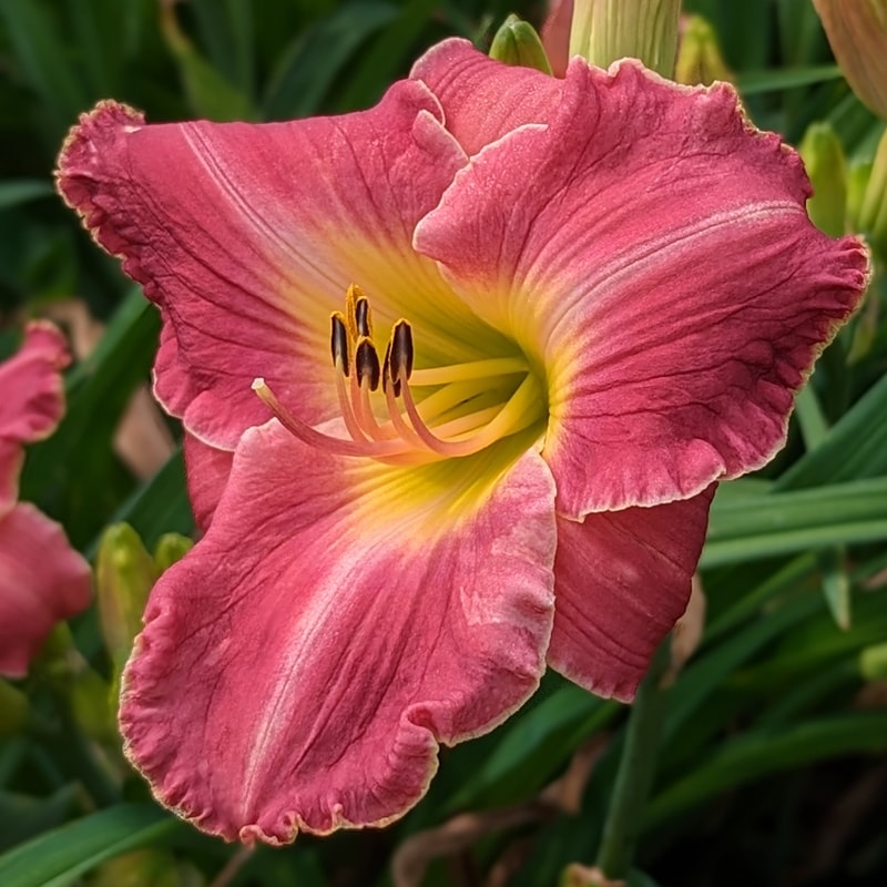Tiramisu from Haley_Springs_Farm