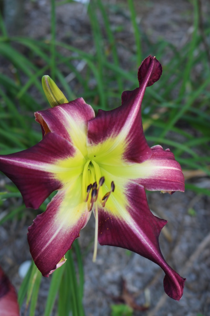 Peacock Maiden from Haley_Springs_Farm