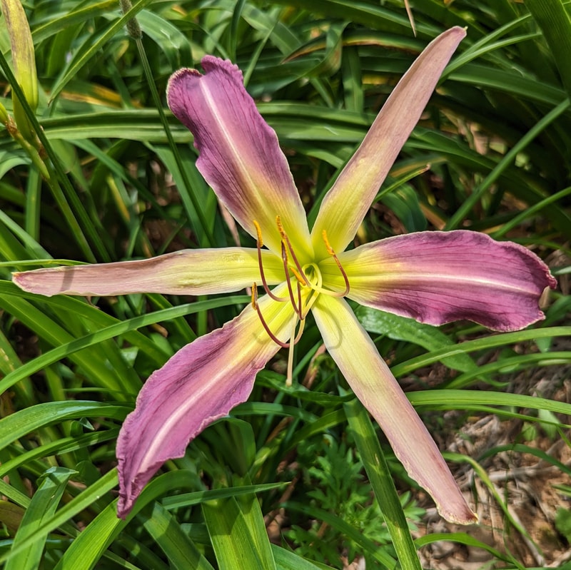Azure Wings from Haley_Springs_Farm