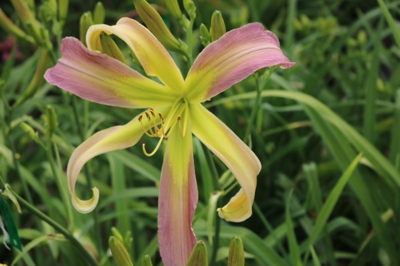 Ya Ya Girl from Haley_Springs_Farm