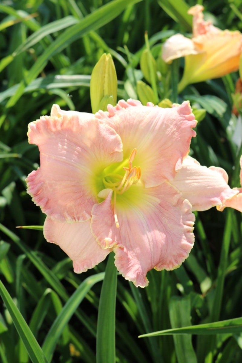 Ricter from Haley_Springs_Farm